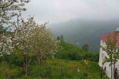 Hendek’in yüksek kesimlerinde bahar ve sis bir arada
