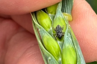 Arpa sarı cücelik virüsü ve hububat hortumlu böceğiyle mücadele çalışmaları
