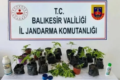 Erdek’te jandarmadan kenevir operasyonu
