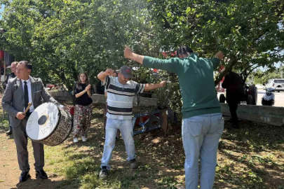 Davullu zurnalı erik hasadı
