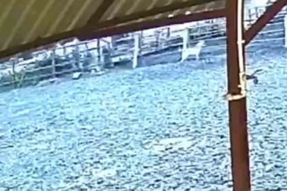 Ağıla giren kurt 8 küçükbaş hayvanı telef etti
