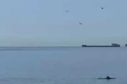 Tekirdağ’da yunuslar kıyıya yakın görüntülendi
