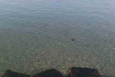 Zehirli pusula deniz anaları Tekirdağ sahilinde görüldü
