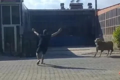 Kaçan kurbanlık koçu esnaf yakaladı
