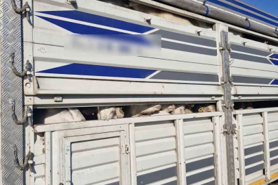 İstanbul’da kaçak kurbanlık operasyonu: Kaçak 126 kurbanlık yakalandı, sürücülere ceza yağdı
