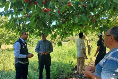 Dolu yağışı sonrası sahada zarar tespiti yapıldı
