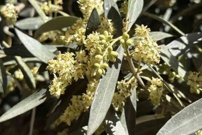 El Nino’ya karşı uzmanından zeytin üreticilerine kritik uyarılar
