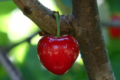Küslere müjde, 1 hafta sonra kalpli kirazlar kalpleri tamir etmeye geliyor
