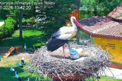 Şifa buldukları merkezde yuva kuran leyleklerin yavrusu 18 günlük oldu
