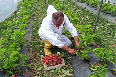 Devlet destekli 12 bin adet hibe çilek fidesiyle başladığı üretimde, ilk mahsulü aldı
