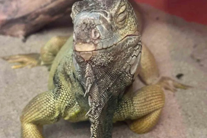 İstanbul’da bir evden tarantula, yılan, akrep, iguana, Afrika dev salyangozları çıktı
