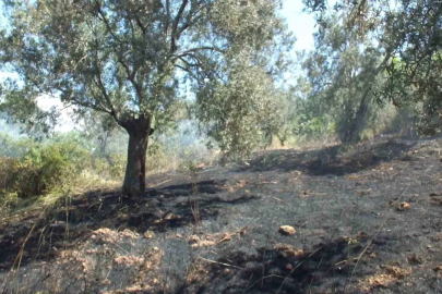 Burhaniye de çıkan arazi yangınında çok sayıda zeytin ağacı zarar gördü
