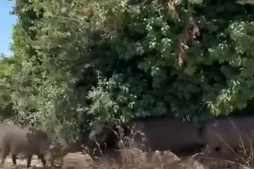 Aç kalan domuz sürüsü şehre indi
