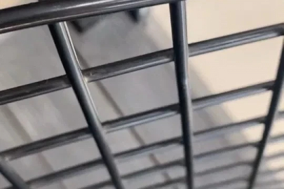 Dantel böceği İnegöl’de görüntülendi
