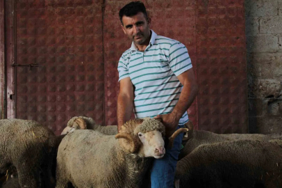 Milyonluk yerli koçun erkek üçüz yavrusu oldu
