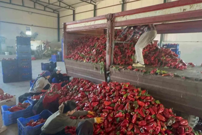 Yüksek aromasıyla öne çıkan Karacabey biberi salça yapımında revaçta
