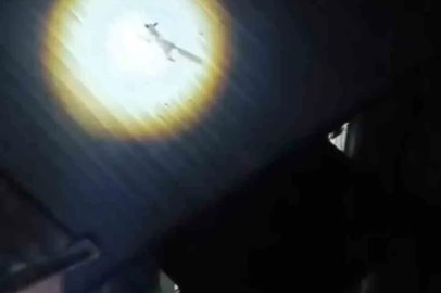 Bursa’da yolunu şaşıran tilki evin çatısına çıktı
