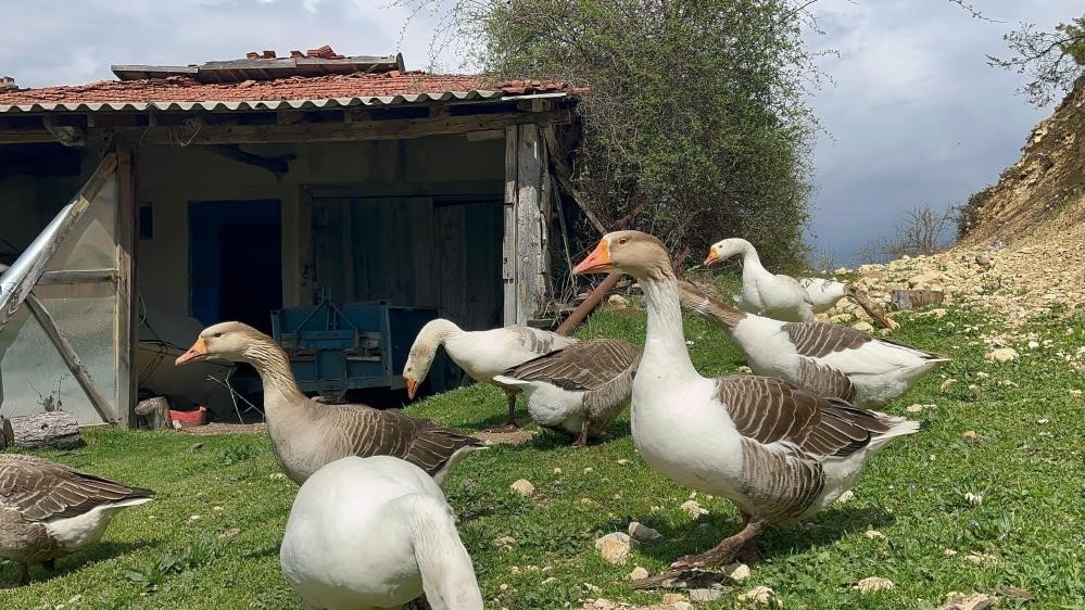 Kick boksçu "kaz tüyü" topluyor ihraç ediyor yorgan yapıyor
