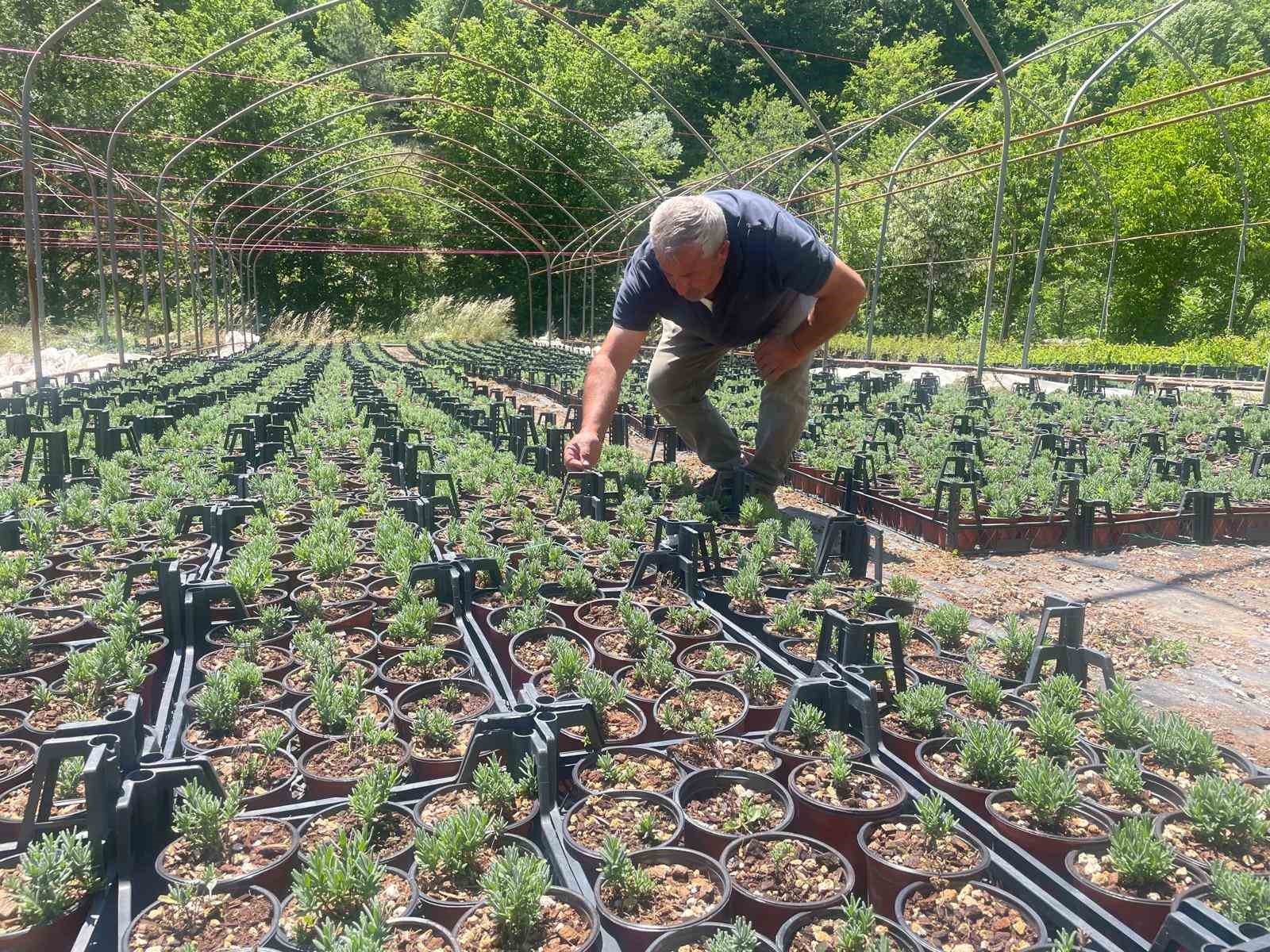 Uludağ etekleri lavanta kokacak
