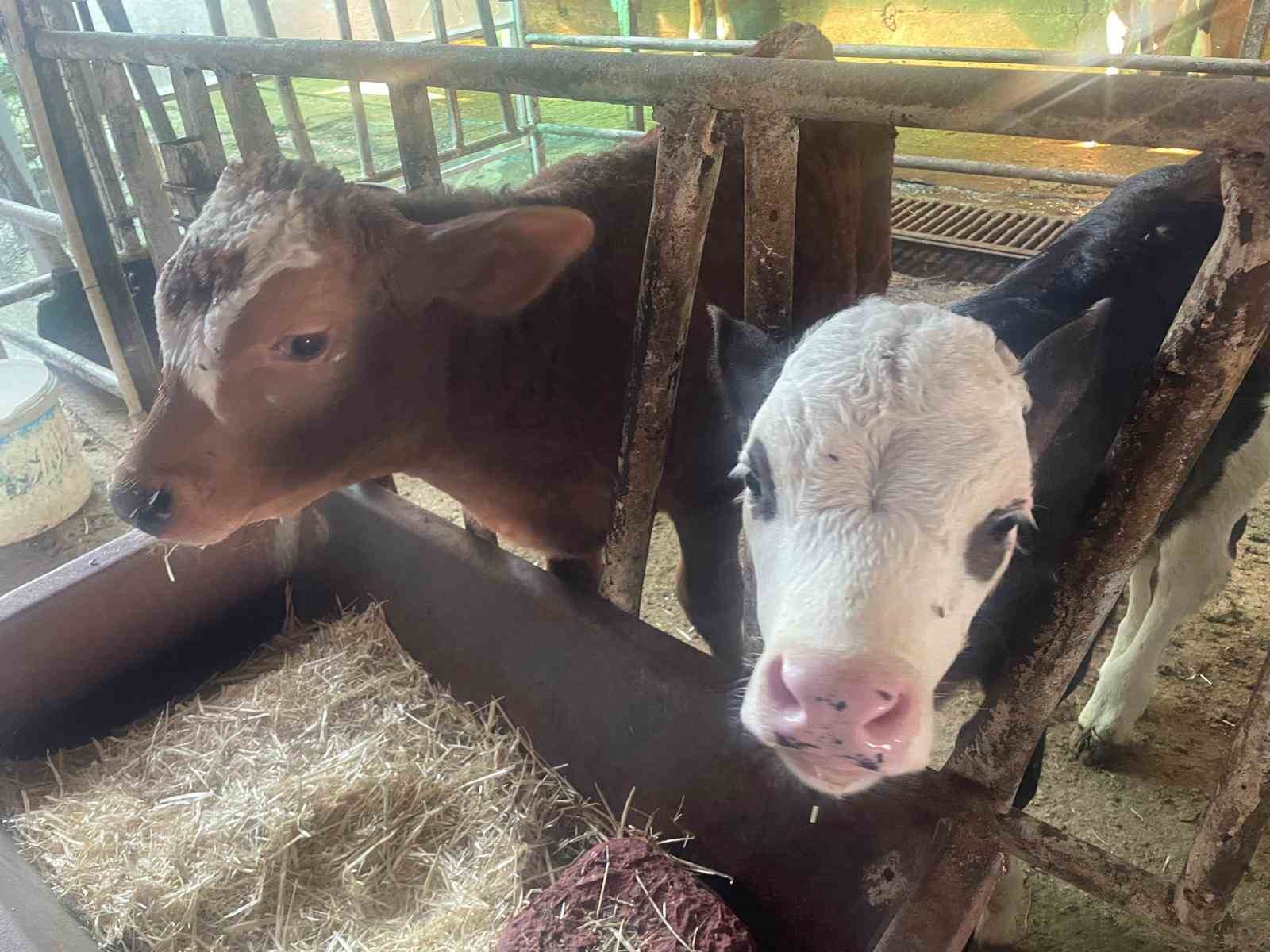 ABD Tarım Bakanlığı: "Türkiye’de yıllık 400-500 bin buzağı ölümü oluyor"
