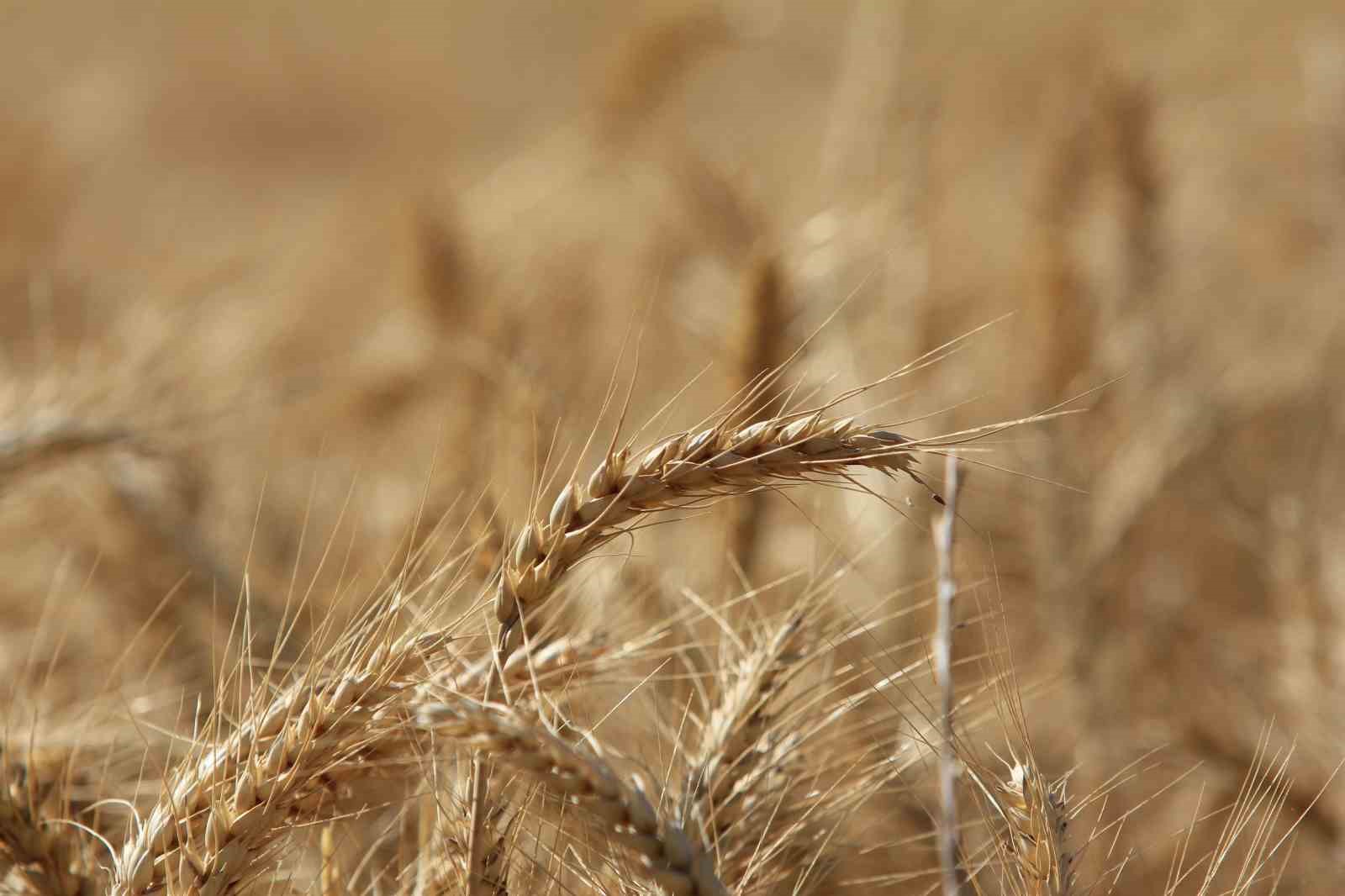 Küresel tahıl üretiminde 105 milyon tonluk rekor artış bekleniyor
