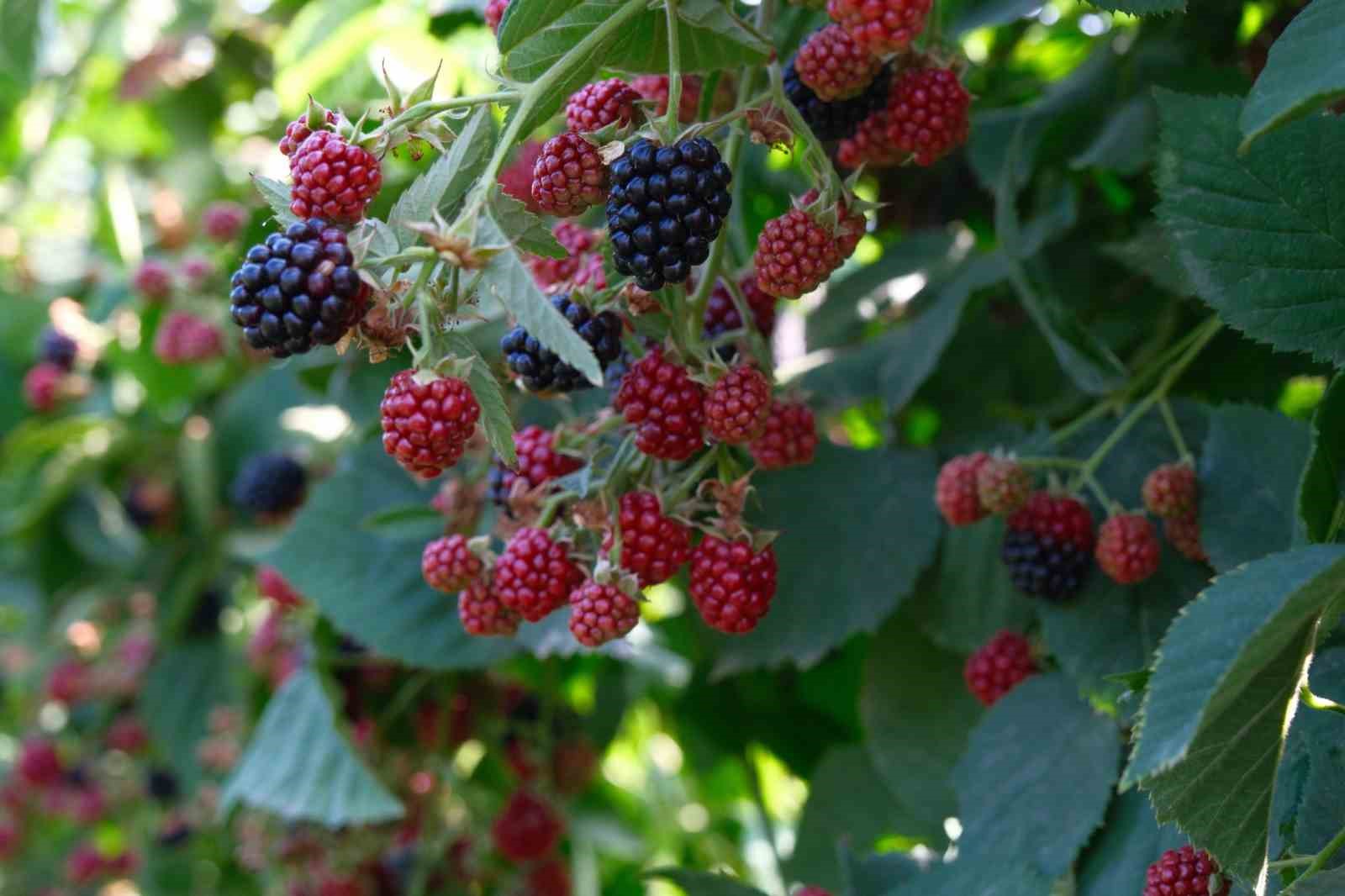 Kestel’de ahududu ve böğürtlen üretimi Sırbistan modeliyle artırılacak
