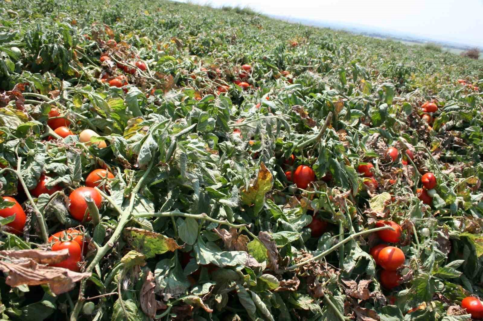 Karacabey’de salçalık domates ekiminde "serbest"in fazla olması bekleniyor
