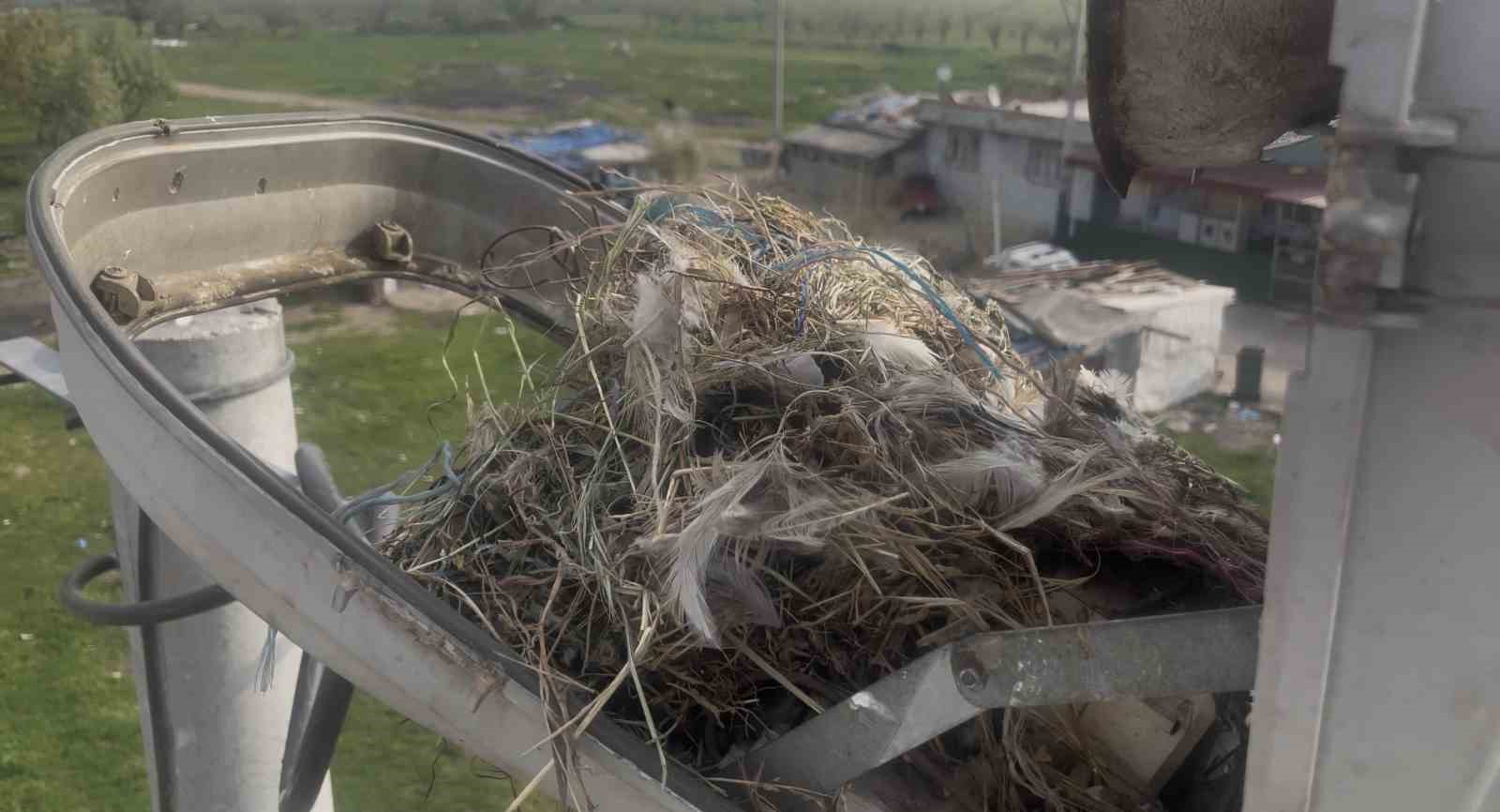 Sokak lambaları kuşlara yuva oldu
